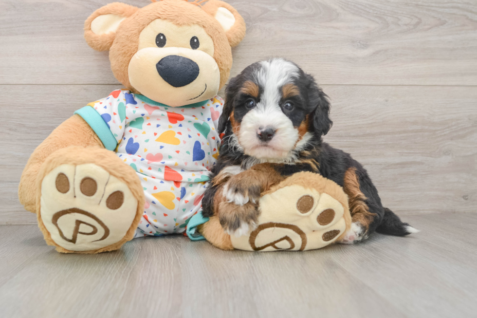 Mini Bernedoodle Puppy for Adoption