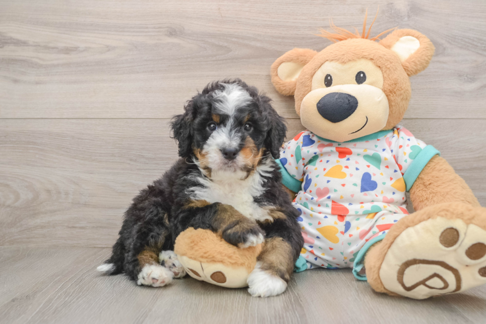Small Mini Bernedoodle Baby