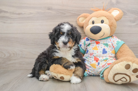 Small Mini Bernedoodle Baby