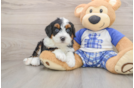 Little Mini Bernese Poodle Poodle Mix Puppy