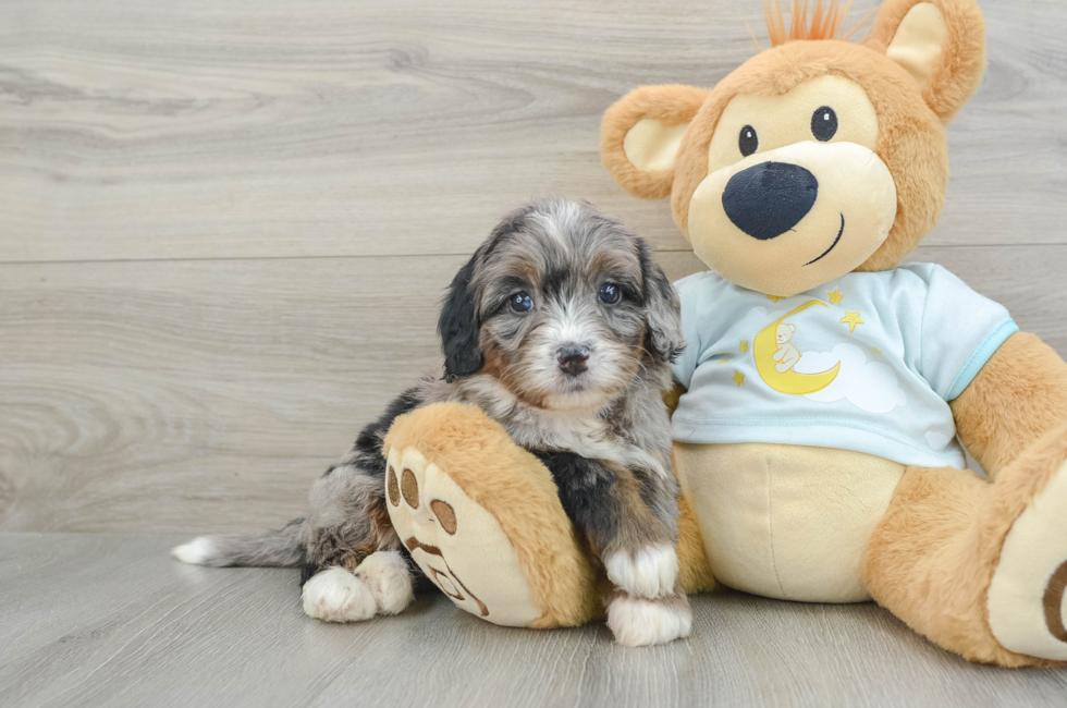 6 week old Mini Bernedoodle Puppy For Sale - Florida Fur Babies