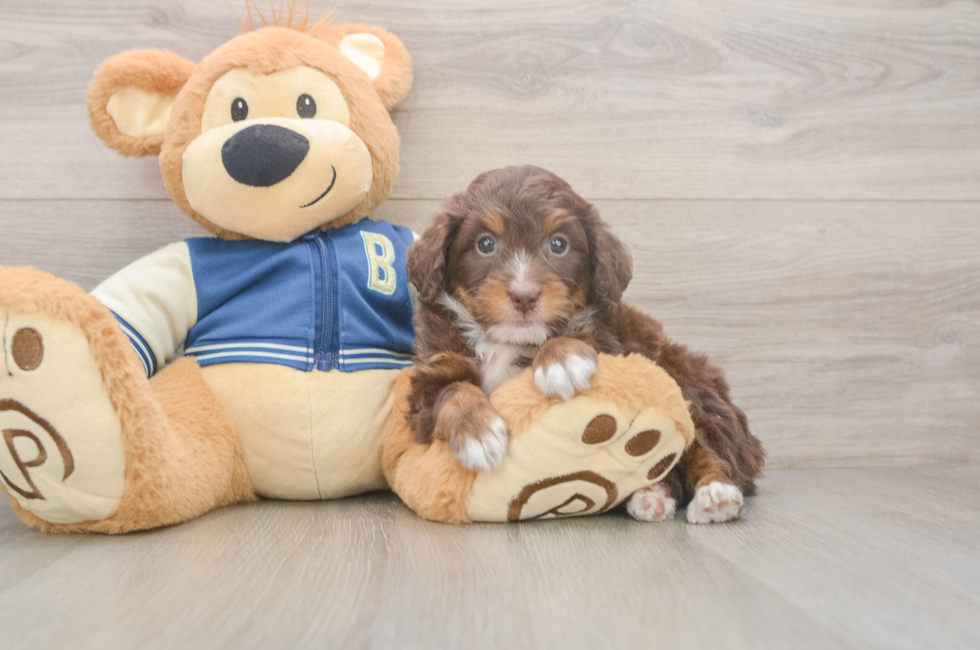5 week old Mini Bernedoodle Puppy For Sale - Florida Fur Babies