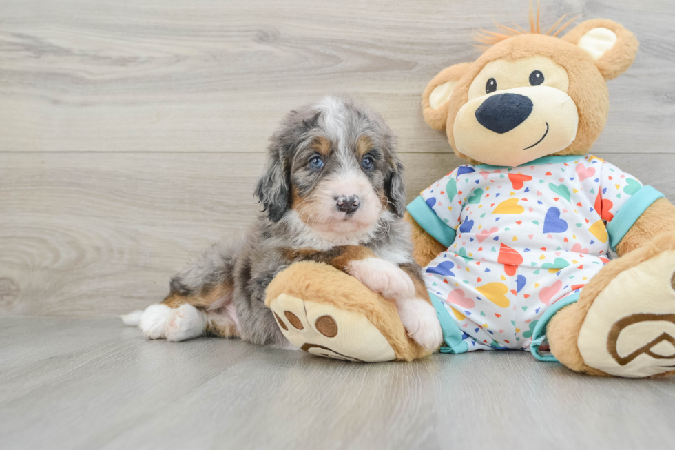 Best Mini Bernedoodle Baby