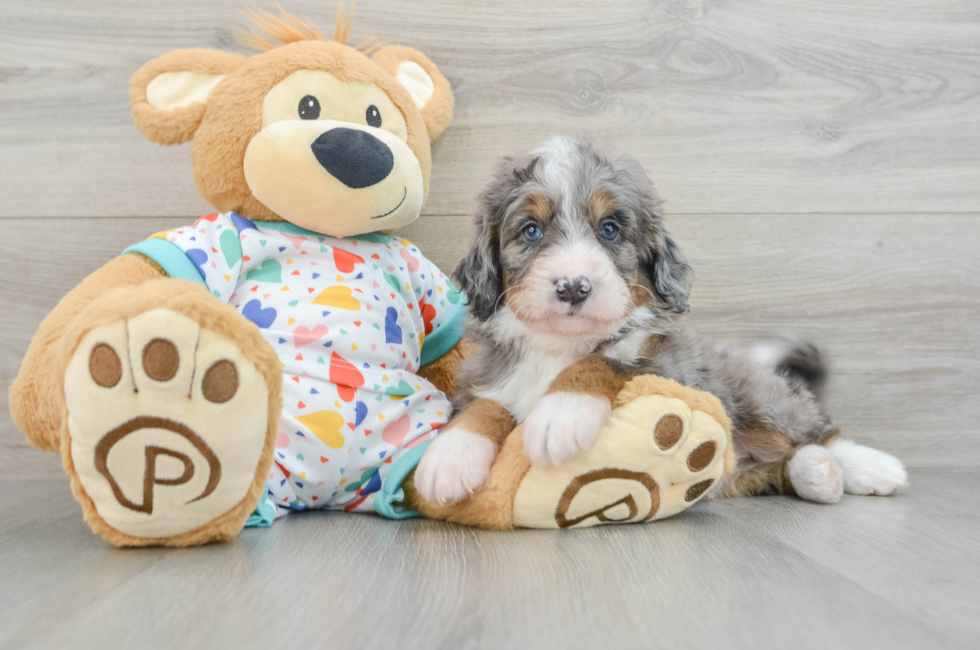 5 week old Mini Bernedoodle Puppy For Sale - Florida Fur Babies