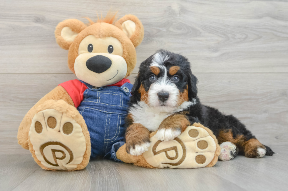 5 week old Mini Bernedoodle Puppy For Sale - Florida Fur Babies