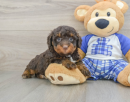 7 week old Mini Bernedoodle Puppy For Sale - Florida Fur Babies