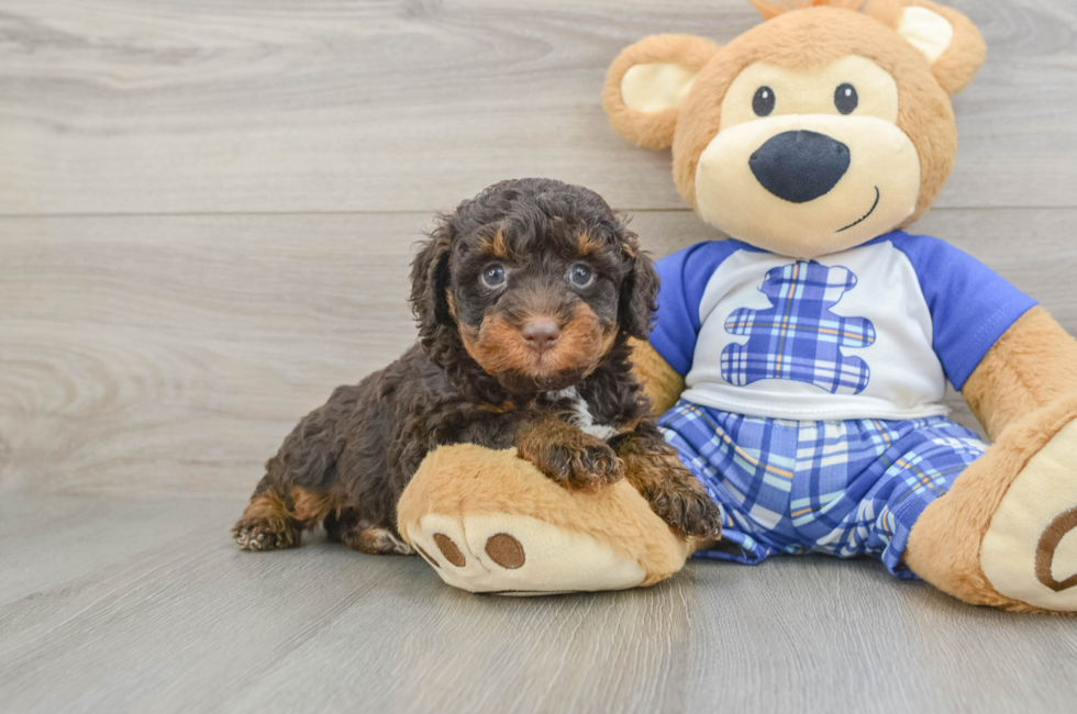 5 week old Mini Bernedoodle Puppy For Sale - Florida Fur Babies