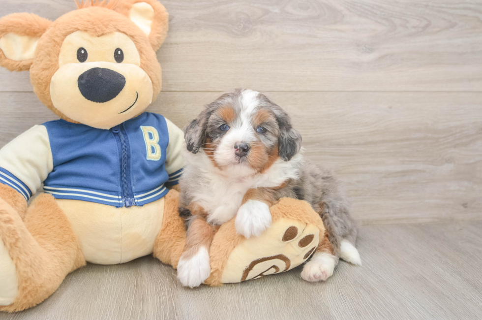 5 week old Mini Bernedoodle Puppy For Sale - Florida Fur Babies