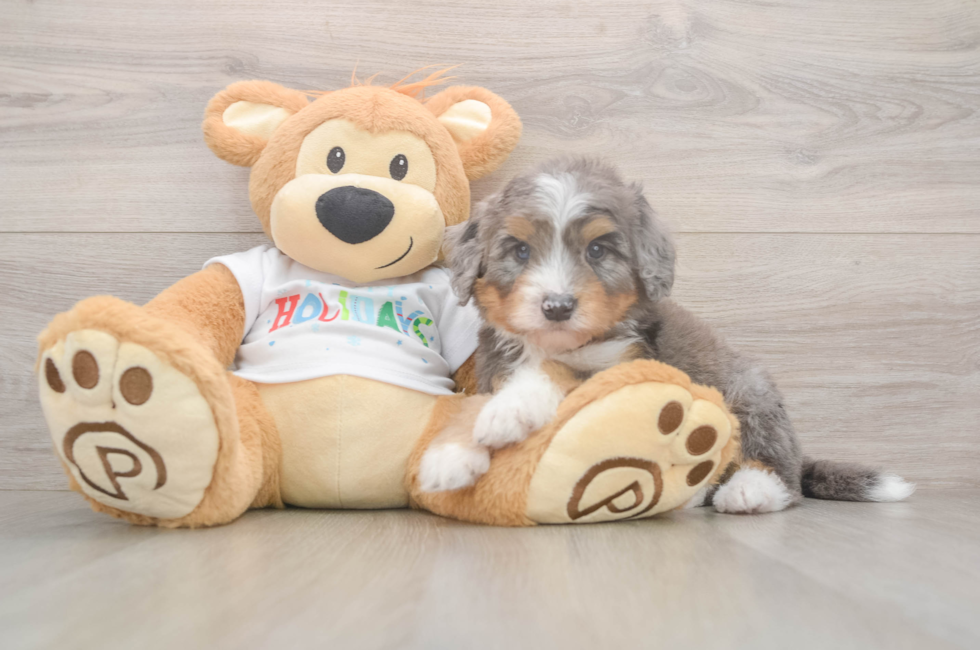 6 week old Mini Bernedoodle Puppy For Sale - Florida Fur Babies