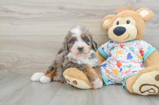 Mini Bernedoodle Pup Being Cute