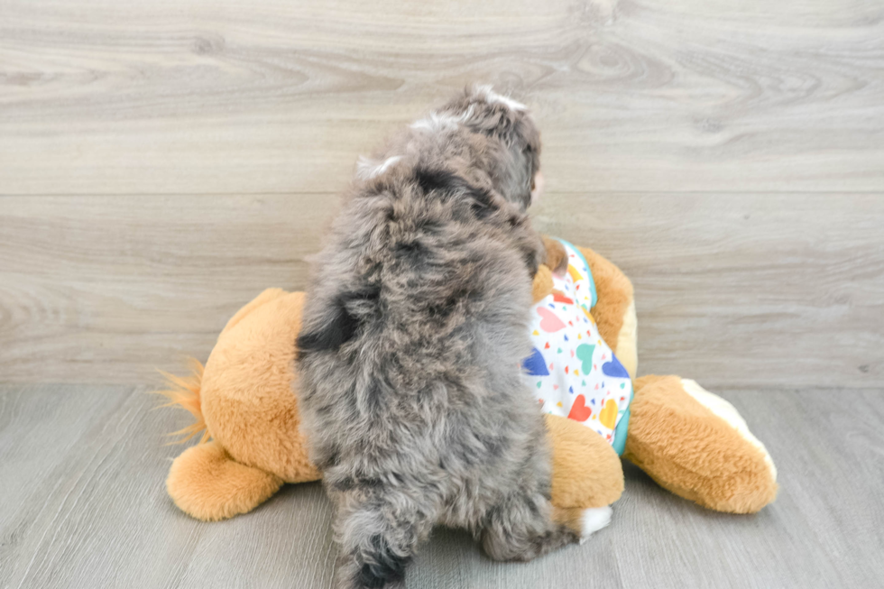 Best Mini Bernedoodle Baby