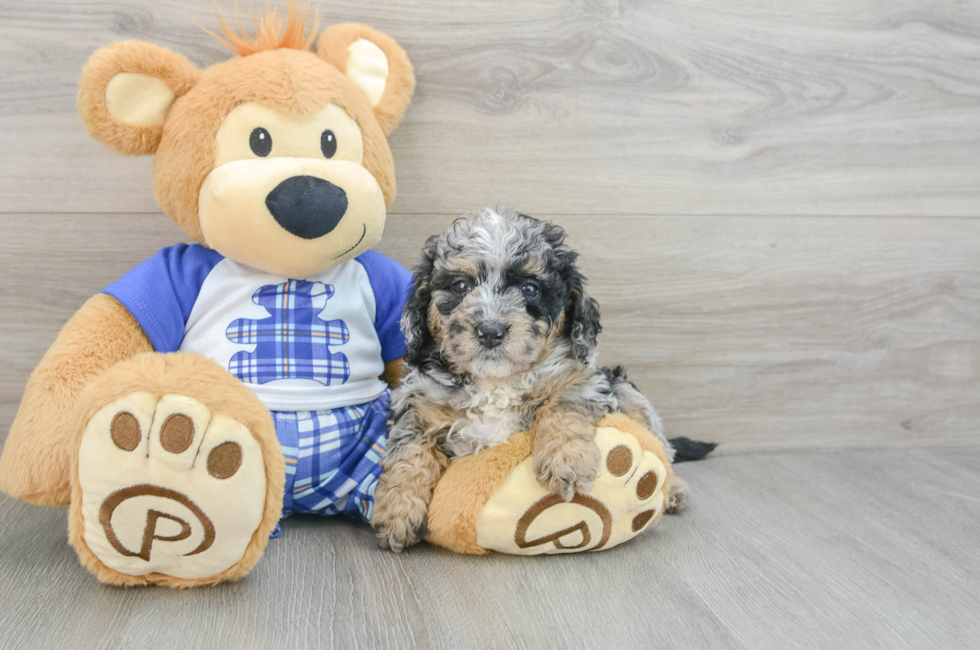 6 week old Mini Bernedoodle Puppy For Sale - Florida Fur Babies