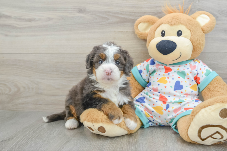 Friendly Mini Bernedoodle Baby