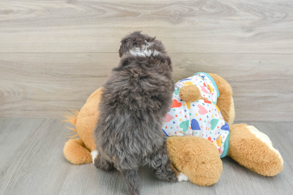 Mini Bernedoodle Pup Being Cute