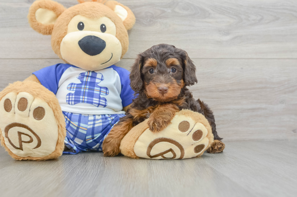 5 week old Mini Bernedoodle Puppy For Sale - Florida Fur Babies