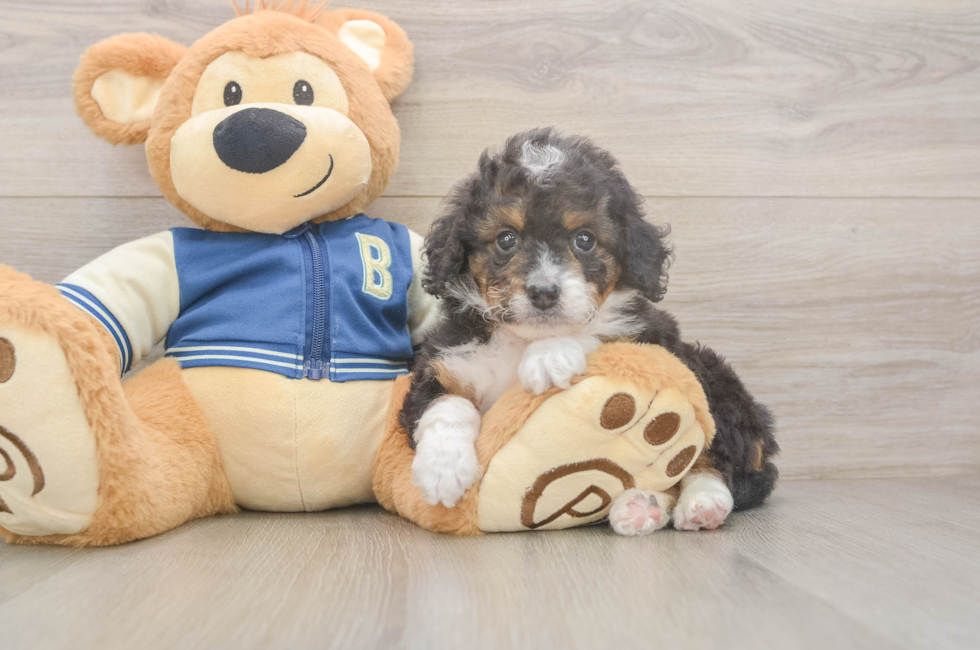 5 week old Mini Bernedoodle Puppy For Sale - Florida Fur Babies