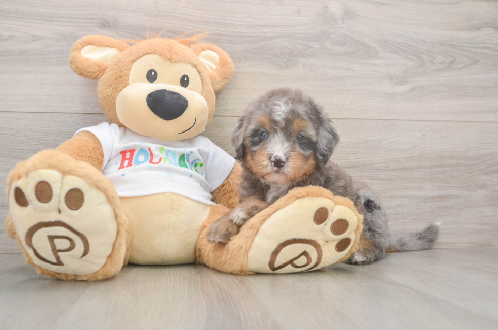 6 week old Mini Bernedoodle Puppy For Sale - Florida Fur Babies