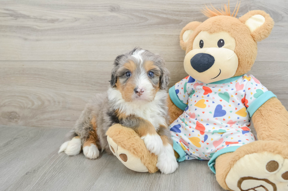 6 week old Mini Bernedoodle Puppy For Sale - Florida Fur Babies