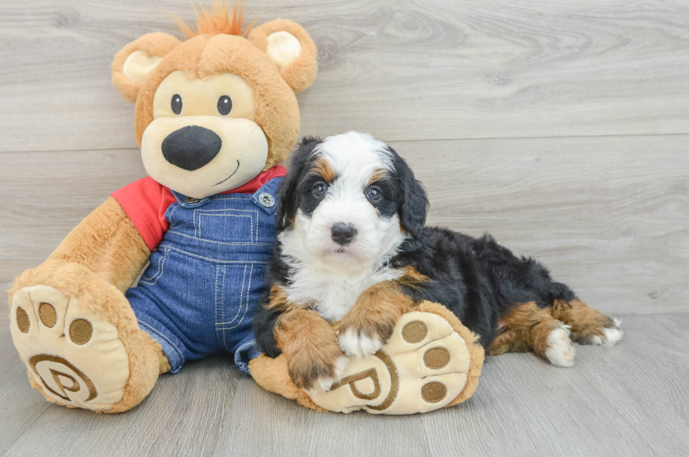 5 week old Mini Bernedoodle Puppy For Sale - Florida Fur Babies