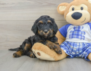 7 week old Mini Bernedoodle Puppy For Sale - Florida Fur Babies