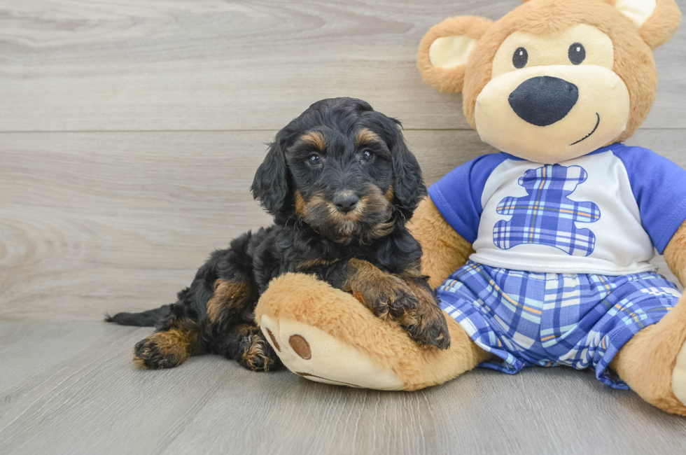 5 week old Mini Bernedoodle Puppy For Sale - Florida Fur Babies