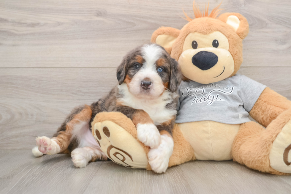 Mini Bernedoodle Puppy for Adoption