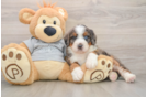 Best Mini Bernedoodle Baby