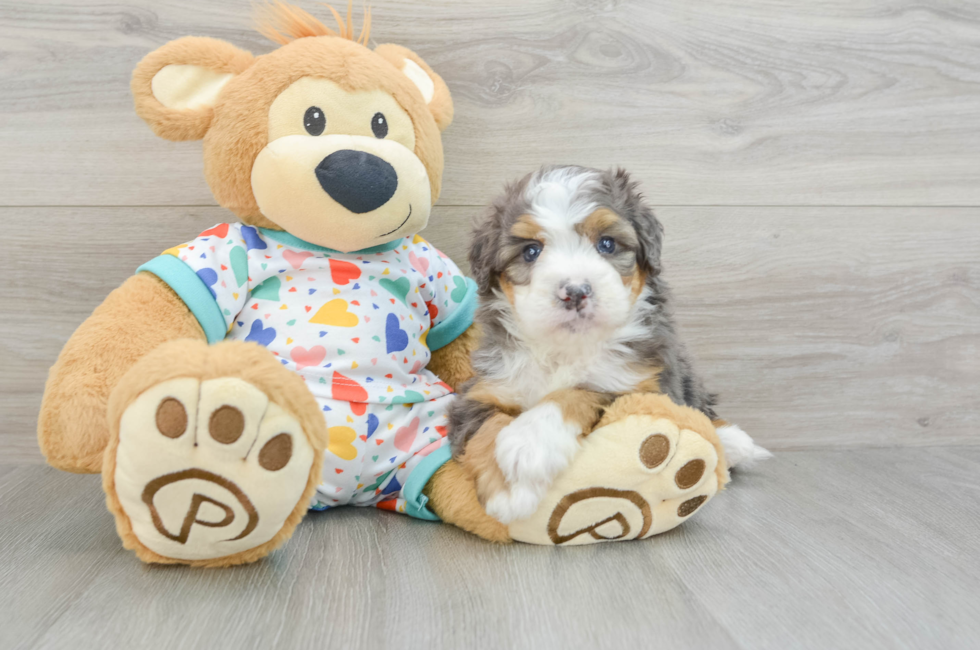 6 week old Mini Bernedoodle Puppy For Sale - Florida Fur Babies