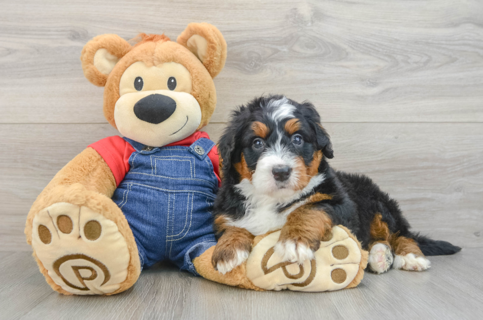 5 week old Mini Bernedoodle Puppy For Sale - Florida Fur Babies