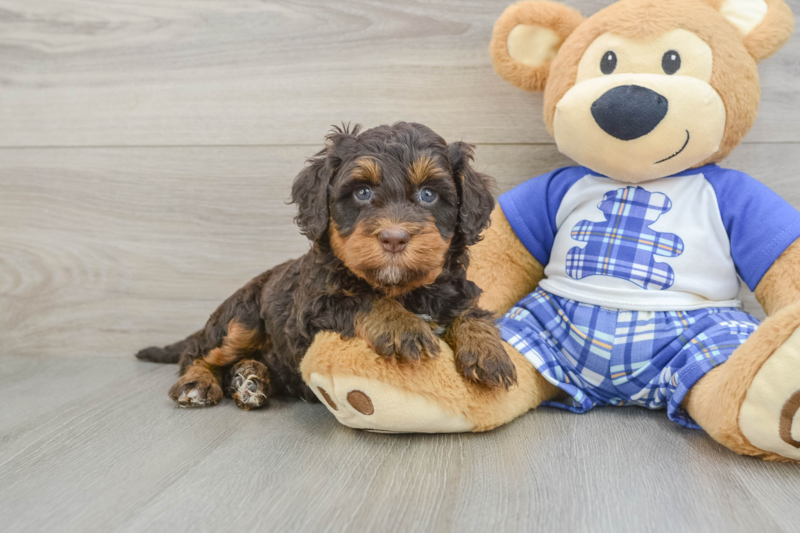 Meet Ozark - our Mini Bernedoodle Puppy Photo 1/3 - Florida Fur Babies