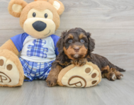 7 week old Mini Bernedoodle Puppy For Sale - Florida Fur Babies