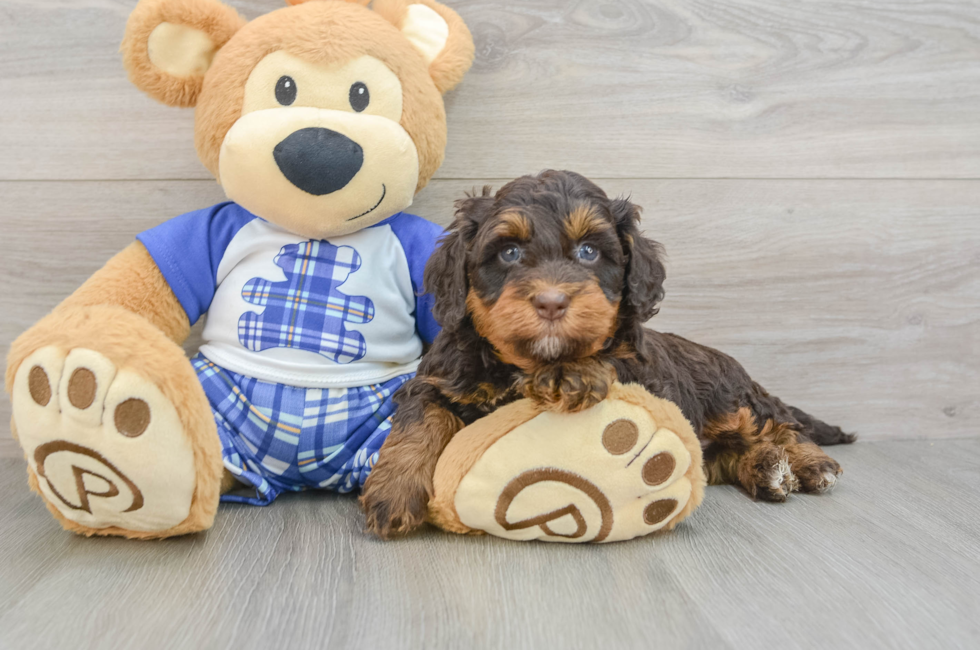 5 week old Mini Bernedoodle Puppy For Sale - Florida Fur Babies