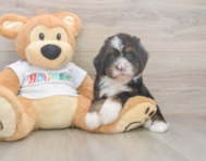 8 week old Mini Bernedoodle Puppy For Sale - Florida Fur Babies