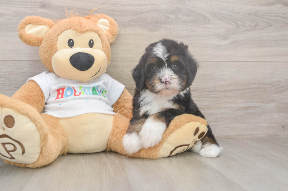 6 week old Mini Bernedoodle Puppy For Sale - Florida Fur Babies