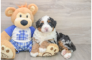 Sweet Mini Bernedoodle Baby