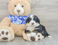 8 week old Mini Bernedoodle Puppy For Sale - Florida Fur Babies