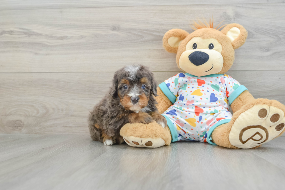 Mini Bernedoodle Pup Being Cute