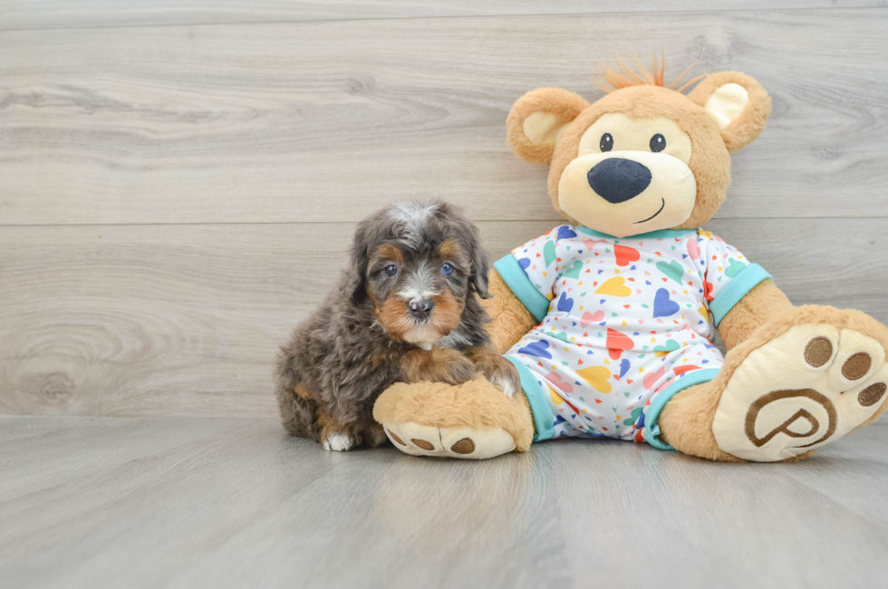 6 week old Mini Bernedoodle Puppy For Sale - Florida Fur Babies