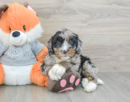 6 week old Mini Bernedoodle Puppy For Sale - Florida Fur Babies