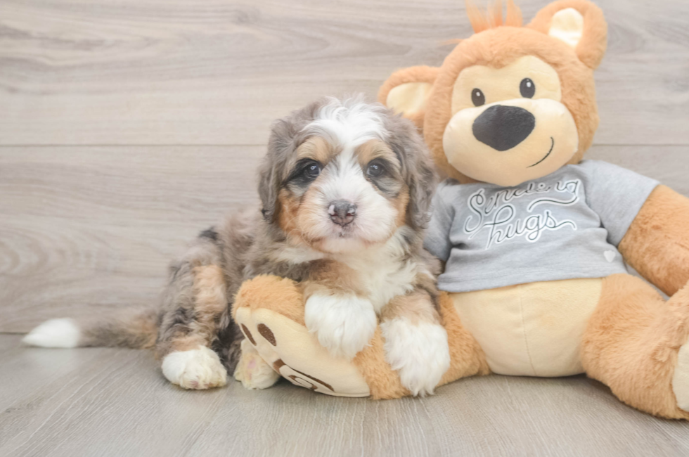5 week old Mini Bernedoodle Puppy For Sale - Florida Fur Babies