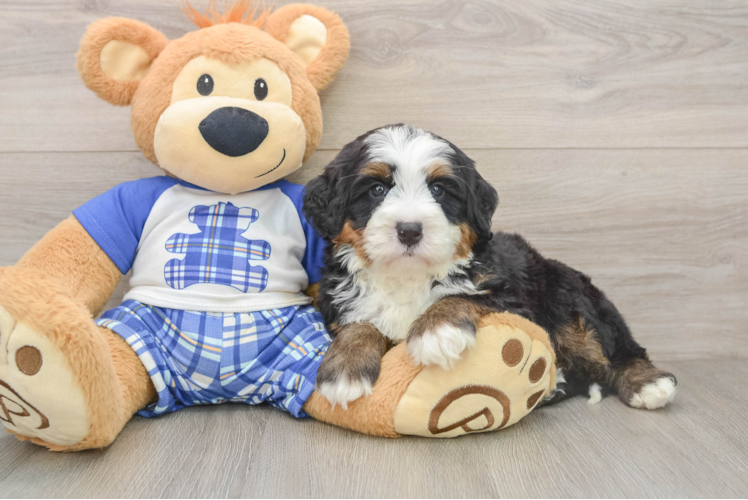 Best Mini Bernedoodle Baby