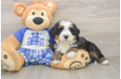 Best Mini Bernedoodle Baby