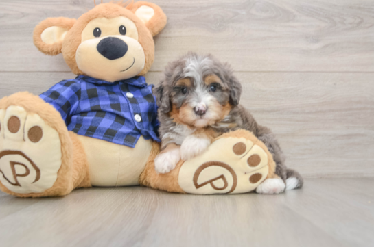 Best Mini Bernedoodle Baby
