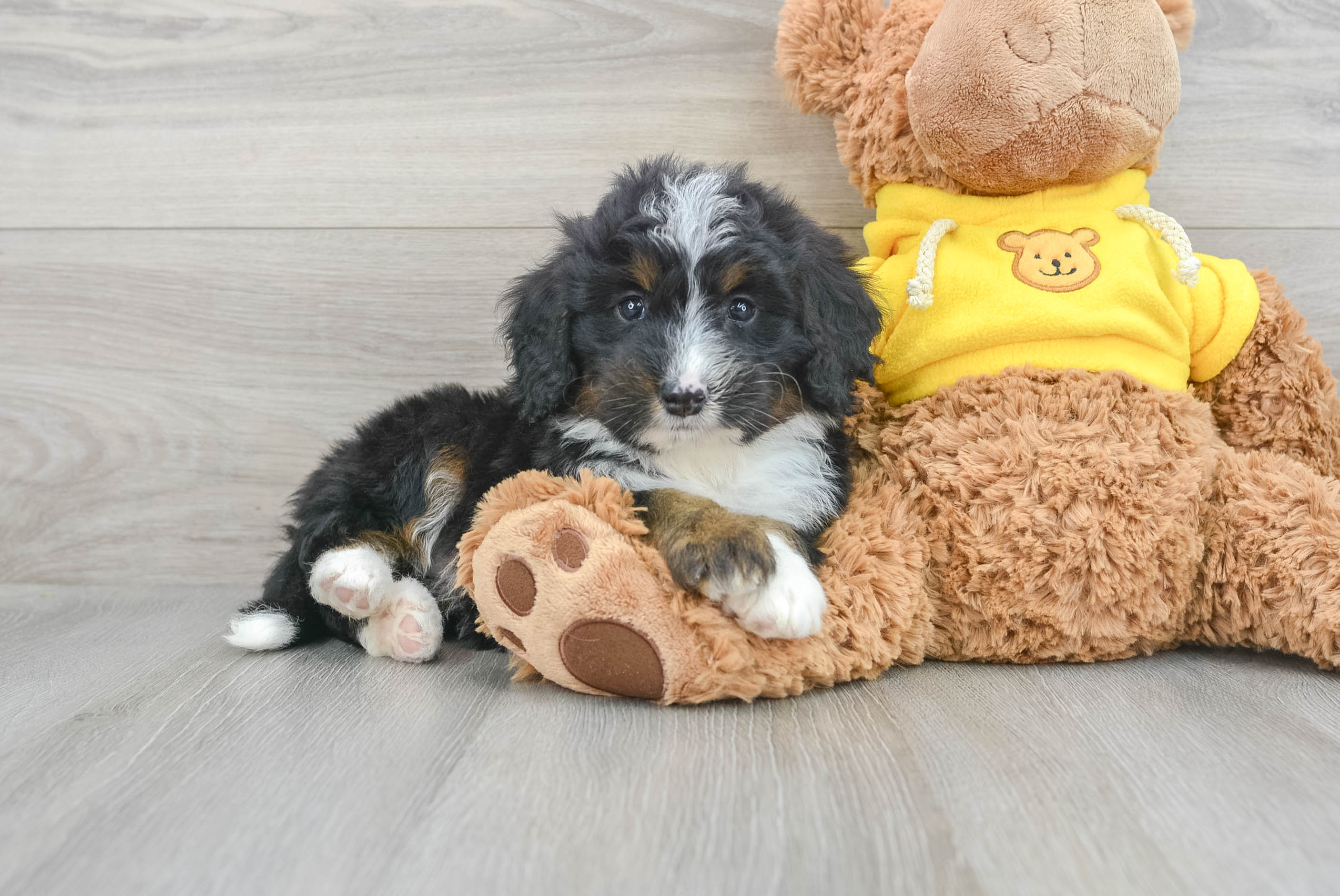 Teddy bear bernedoodle for clearance sale