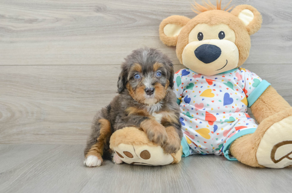 6 week old Mini Bernedoodle Puppy For Sale - Florida Fur Babies