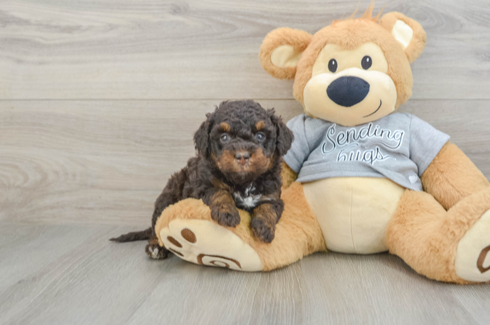 6 week old Mini Bernedoodle Puppy For Sale - Florida Fur Babies