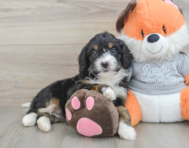 6 week old Mini Bernedoodle Puppy For Sale - Florida Fur Babies