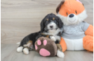 Mini Bernedoodle Pup Being Cute