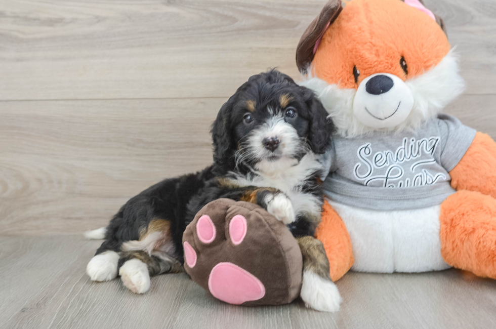 5 week old Mini Bernedoodle Puppy For Sale - Florida Fur Babies