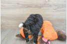 Best Mini Bernedoodle Baby
